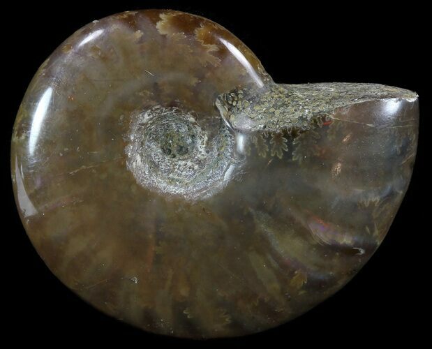 Flashy Red Iridescent Ammonite - Wide #52356